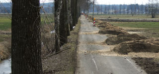 Allee nach Rodung Bild Allee nach Rodung