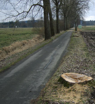 Bild Wurzeln grossgewachsener Bäume verursachen Sch?den an der Strasse