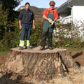 Bild grosser Baumstock